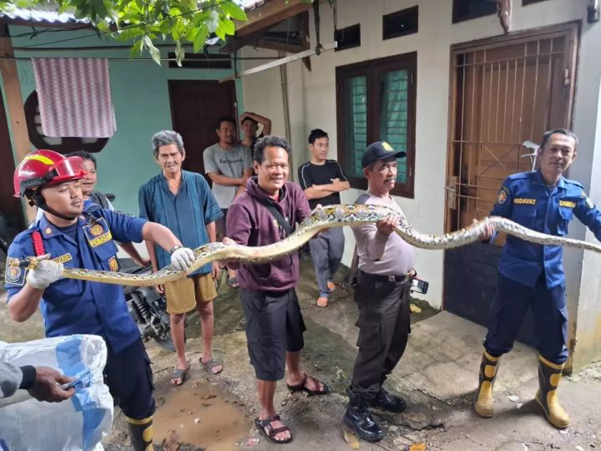 Ngeri! Damkar Evakuasi Ular Sanca Sepanjang 3 Meter dari Kamar Mandi Warga