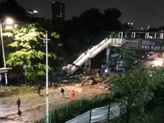 Pengendara Motor Tewas Tertimpa Pohon Tumbang di Lenteng Agung, Dapat Santunan Rp50 Juta