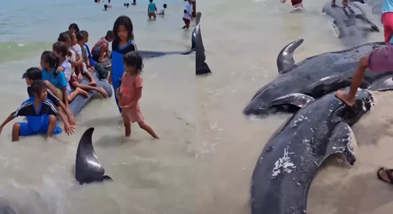 Paus Pilot Terdampar di Pantai Rote Ndao, 21 Ekor Ditemukan Mati