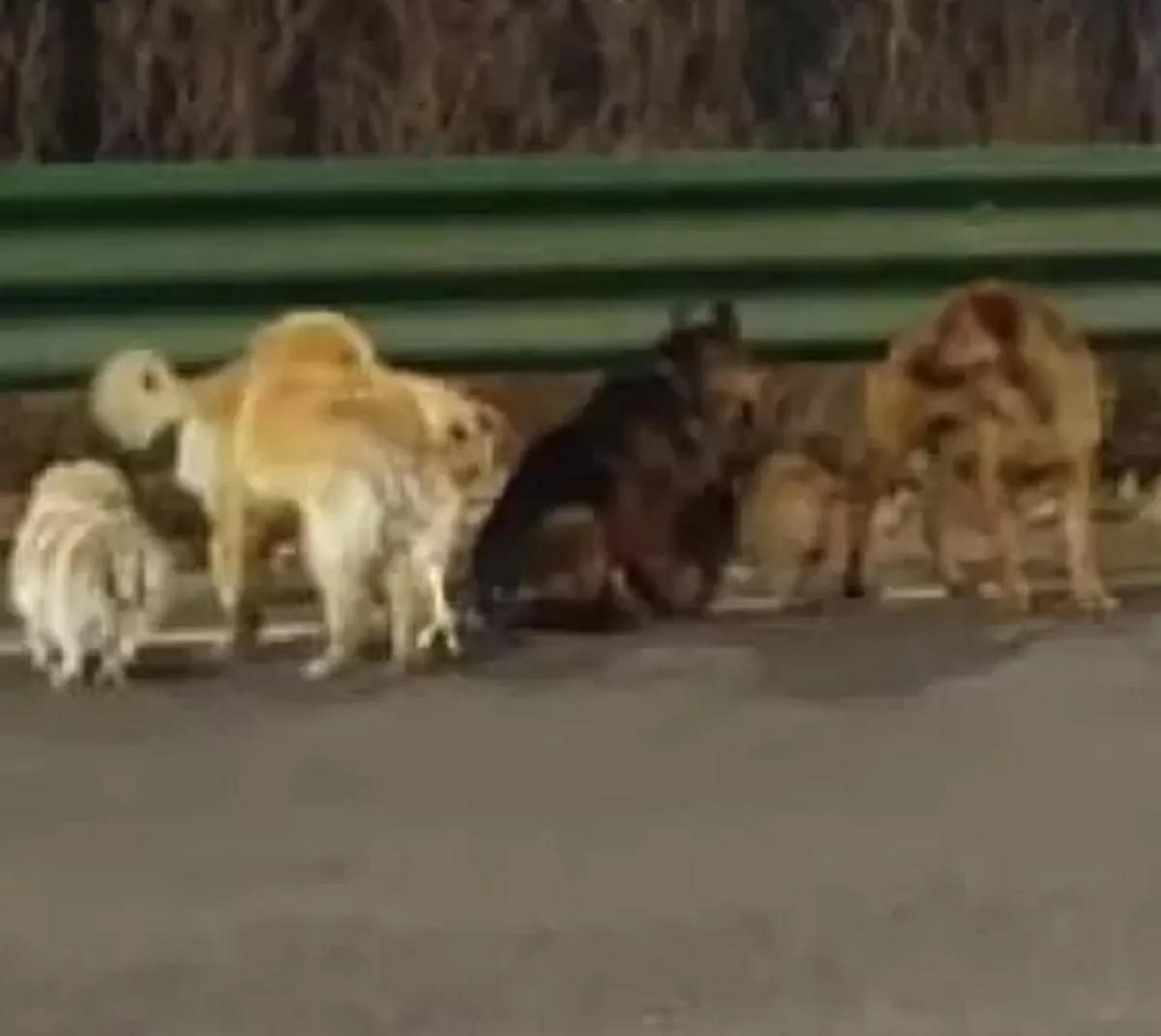 Kisah Heroik 7 Anjing di China: Kabur dari Jagal dan Berjalan 17 KM Demi Pulang ke Rumah