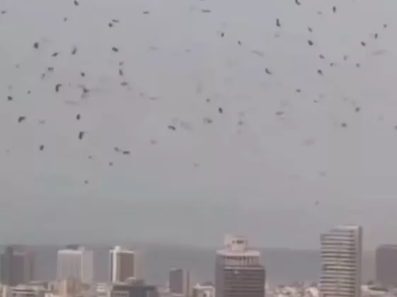 Ribuan Gagak di Langit Tel Aviv: Antara Migrasi dan Kecemasan Perang