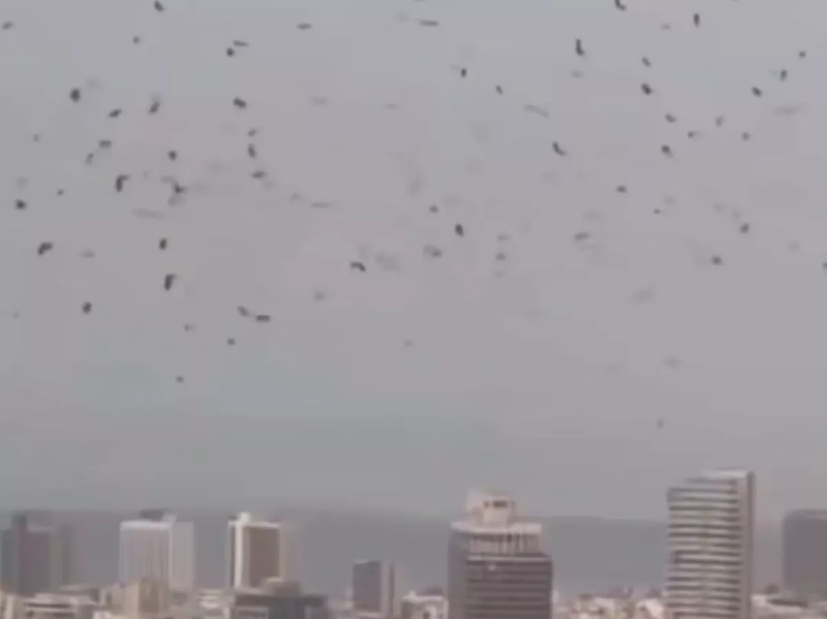 Ribuan Gagak di Langit Tel Aviv: Antara Migrasi dan Kecemasan Perang