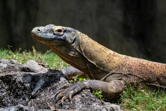 Diplomasi Hijau Indonesia-Jepang: Komodo Bertukar dengan Panda Merah 