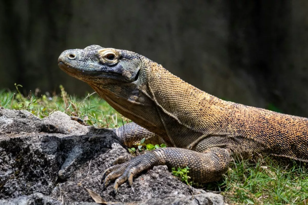 Diplomasi Hijau Indonesia-Jepang: Komodo Bertukar dengan Panda Merah 