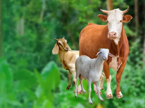 Ini Bocoran Harga SAPI & KAMBING Kurban 2026 Berdasarkan Bobot Terbaru