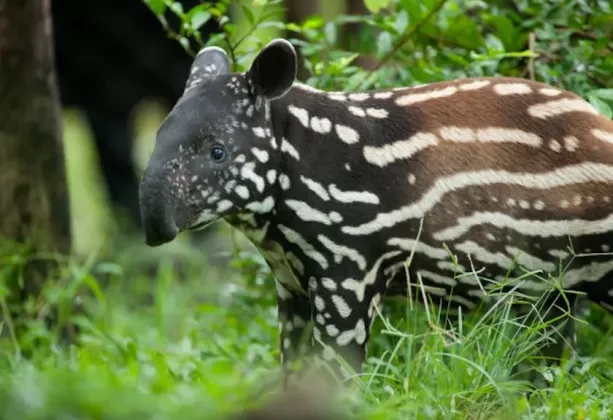 Hari Tapir Sedunia 2026, Mengenal Satwa Purba Bertubuh Unik yang Terancam Punah