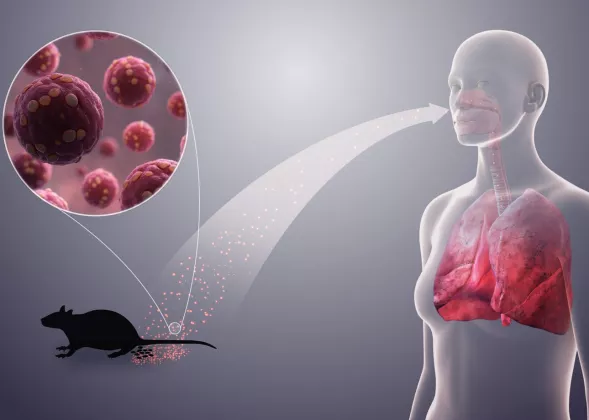 Mengenal Hantavirus: Penularan, Gejala, hingga Cara Pencegahannya