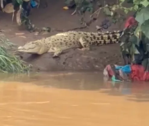 Ngeri! Buaya Berukuran Besar Muncul di Bantaran Cisadane, Warga Resah 