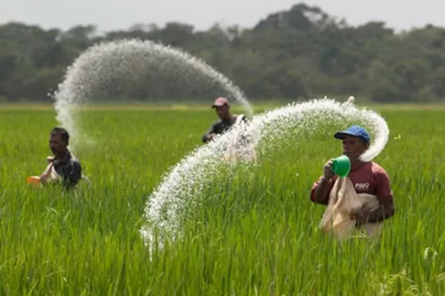 Pemerintah Klaim Distribusi Pupuk Lancar, Petani Banyuwangi Mengaku Tak Ada Kelangkaan