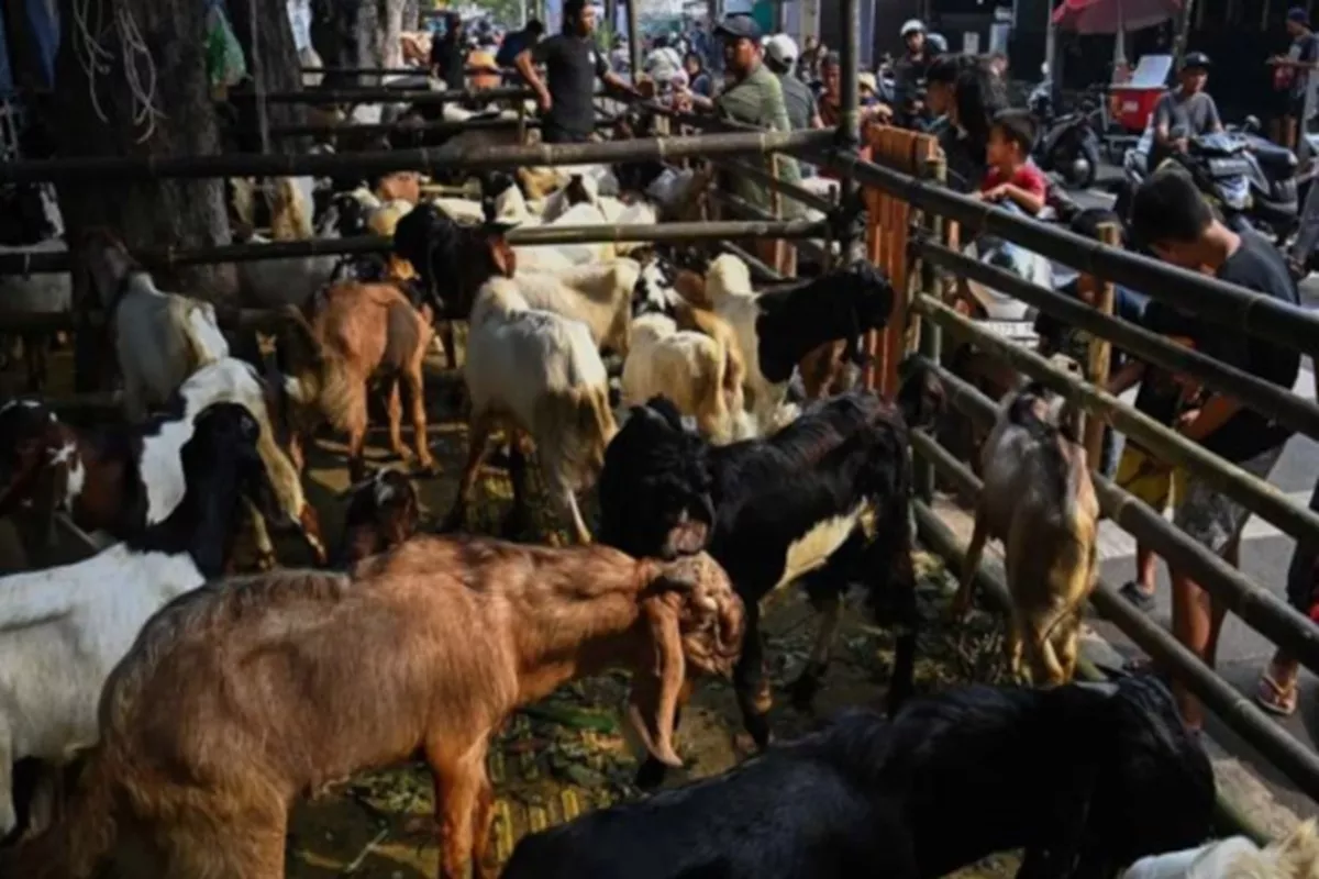 Tips Memilih Hewan Kurban Sehat dan Sesuai Syariat, Ini Panduan dari Dinas KPKP Jakarta