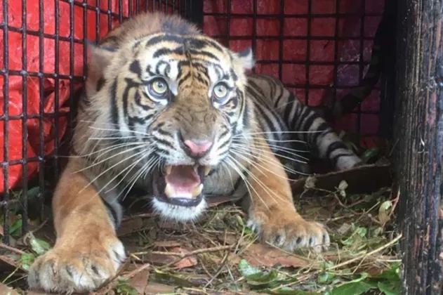 Harimau Sumatera Serang Warga Gayo Lues yang Sedang Berkebun, Korban Alami Luka Cakar