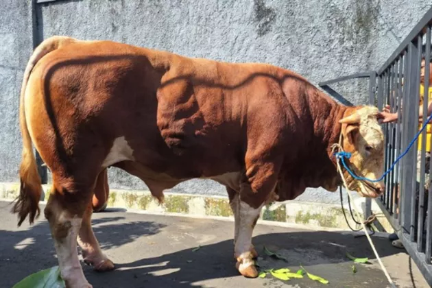 RT Inovatif di Gandaria Dapat Sapi 1 Ton dari Rano Karno