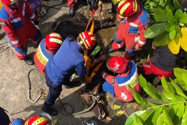 Sapi Kurban 350 Kg Nyemplung ke Gorong-Gorong, Damkar Turun Tangan