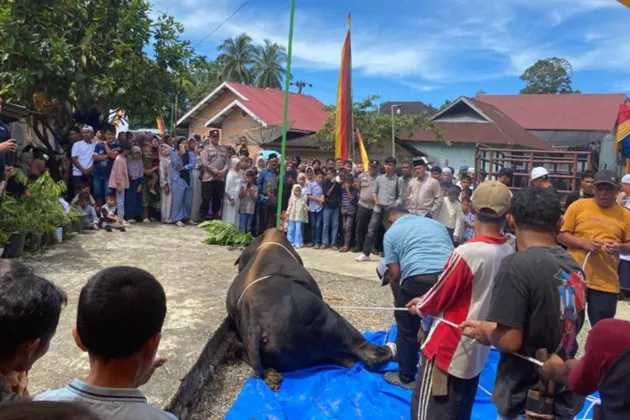 Warga Pasaman Barat Antusias Saksikan Sapi Kurban Prabowo 916 Kilogram Disembelih