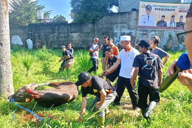 350 Paket Daging Dibagikan! DPP Permata MHT Tebar Kepedulian di Idul Adha 2026