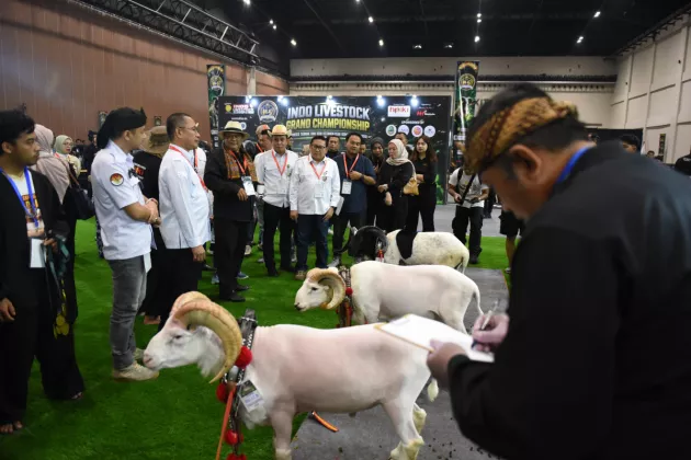 Indo Livestock 2026 Dibuka, Kontes Domba Garut Indoor Pertama di Indonesia Jadi Sorotan