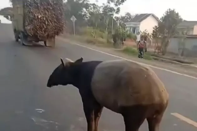 Polres Mesuji Tangkap Pembunuh Tapir di Register 45, Empat Pelaku Diamankan!