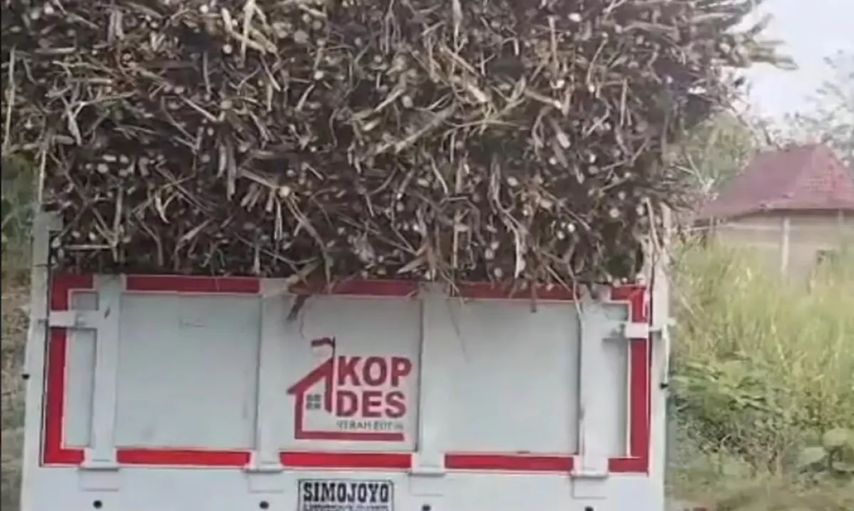 Viral, Truk Koperasi Desa Merah Putih Dipakai Angkut Tebu, Pengurus Kena Teguran