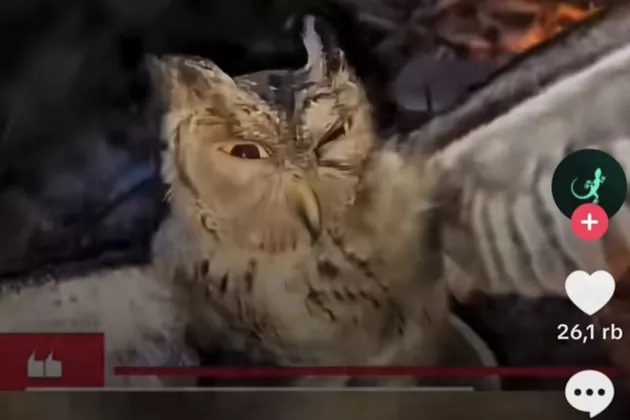 Ya Ampun, Sadis Banget! 3 Pria Bakar Burung Hantu Hidup-hidup, Pelaku Diamankan Polisi