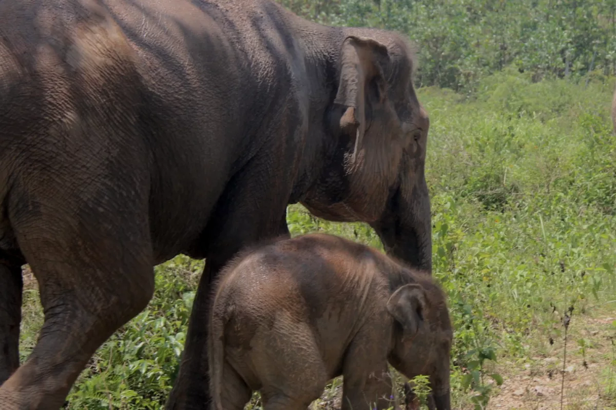 Habitat Menyusut, Gajah Sumatera Terancam Kehilangan Rumah