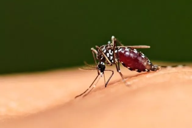 Malaria Mengintai Korsel! Parasit Ditemukan pada Nyamuk, Peringatan Nasional Dikeluarkan