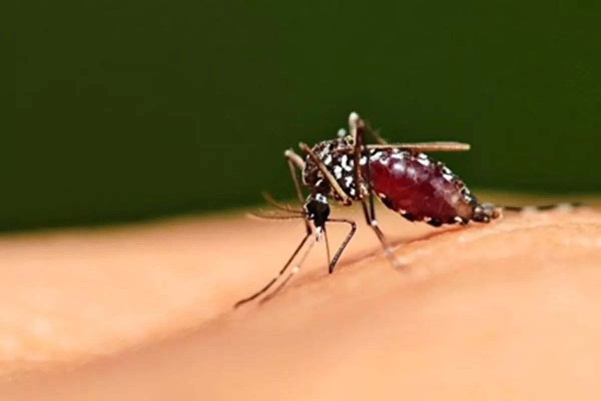 Malaria Mengintai Korsel! Parasit Ditemukan pada Nyamuk, Peringatan Nasional Dikeluarkan