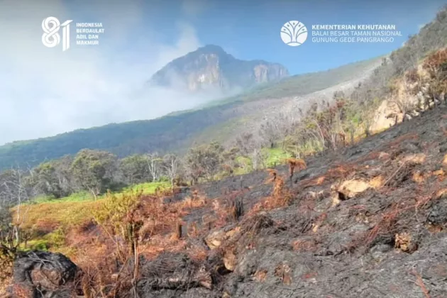 Kebakaran Gunung Gede Capai 5,8 Hektare, Ratusan Petugas dan Relawan Masih Berjibaku Padamkan Api