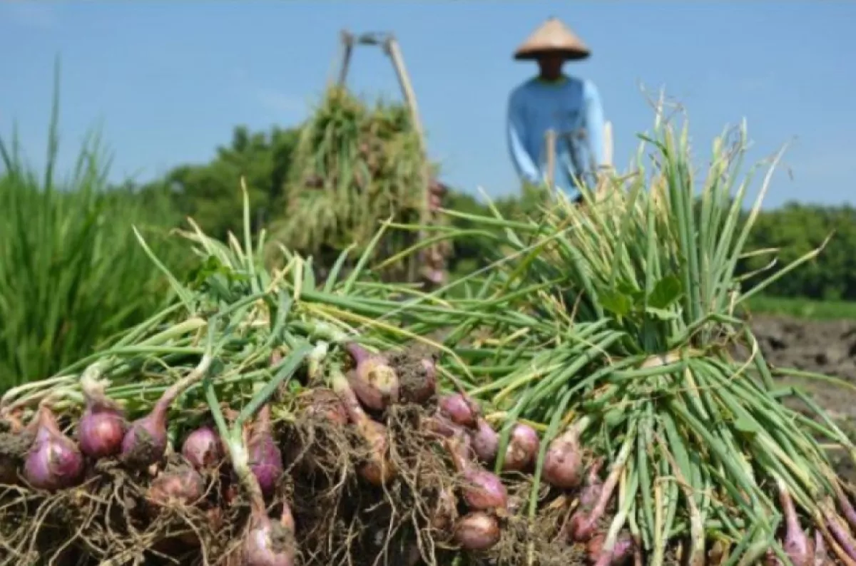 Panen Raya Bawang Merah Bantul Tembus 4.000 Ton, Nilainya Capai Rp72 Miliar