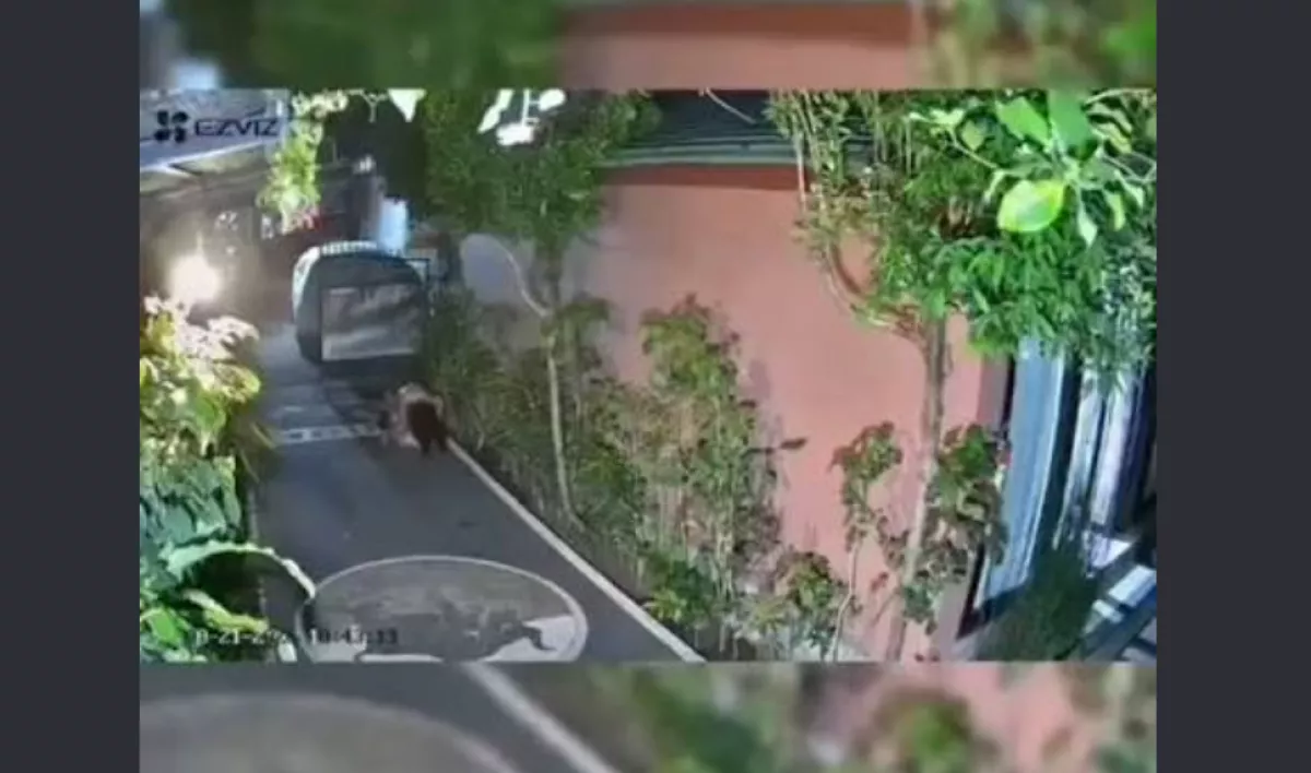 Polisi Tangkap Bule Australia yang Mesum Depan Rumah Warga di Badung