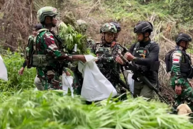 Ladang Ganja di Pegunungan Bintang Dibongkar TNI, 1.347 Batang Pohon Dimusnahkan