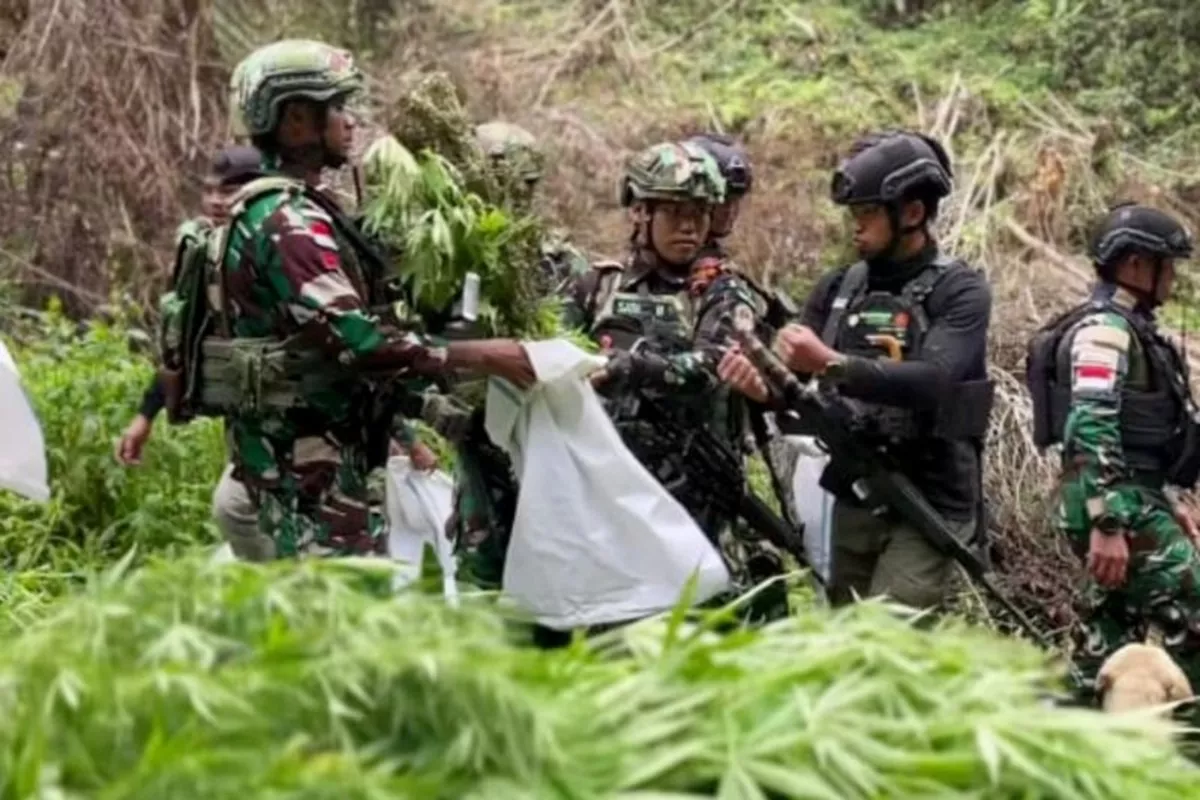 Ladang Ganja di Pegunungan Bintang Dibongkar TNI, 1.347 Batang Pohon Dimusnahkan