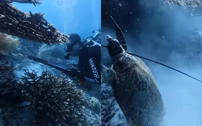 WNA China Diduga Tembak Penyu Hijau di Raja Ampat Diamankan Imigrasi Makassar