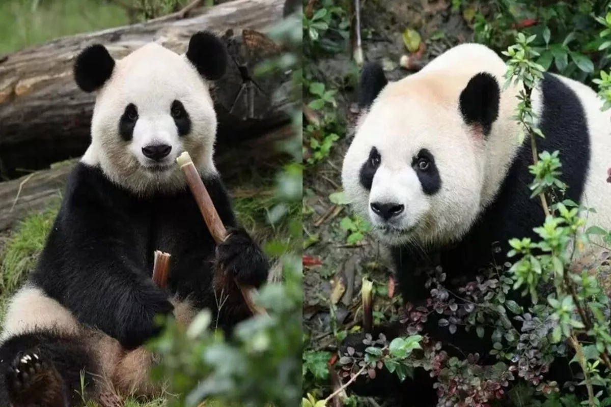Simbol Persahabatan China-AS, Dua Panda Raksasa Akan Dikirim ke Kebun Binatang Atlanta