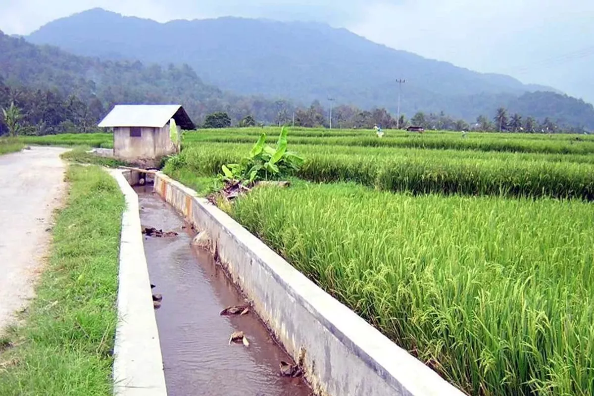 Kekeringan Bayangi 50 Ribu Hektare Sawah, Komisi IV DPR Soroti Program Irigasi