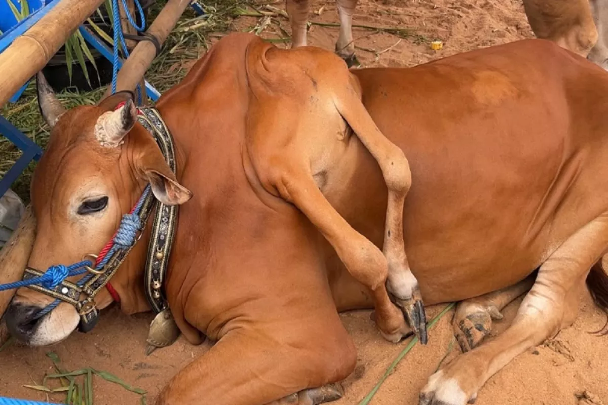 Sapi Madura Berkaki 6 Curi Perhatian di Piala Presiden 2026, Raih Juara I