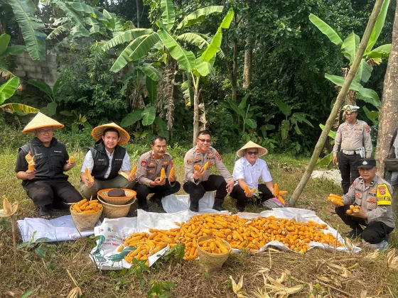 Hasil Melimpah! Polsek Tigaraksa Panen Jagung Hibrida 