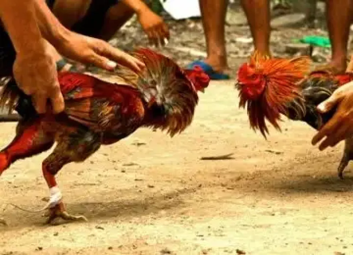 Polisi Satroni Lokasi Judi Sabung Ayam di Pasar Kemis, Ini Hasilnya