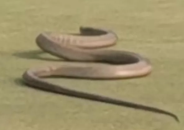 Viral Ular King Kobra Muncul di Tigaraksa Golf Tangerang
