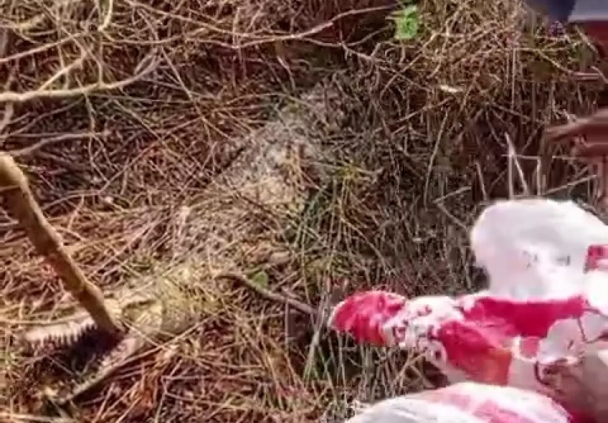 Heboh Buaya 4 Meter Kejar Warga di Cikupa Tangerang, Polisi Sampai Turun Tangan!