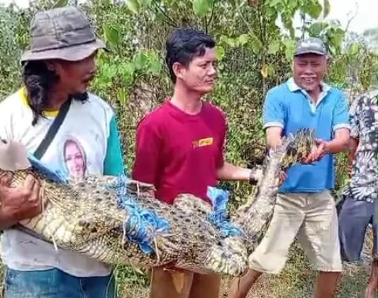 Heboh Buaya Muara 4 Meter di Cikupa Sempat Kejar Petani Sebelum Akhirnya Ditangkap Warga