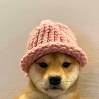 Dogwifhat: Meme Coin Lucu yang Jadi Primadona Kripto Baru