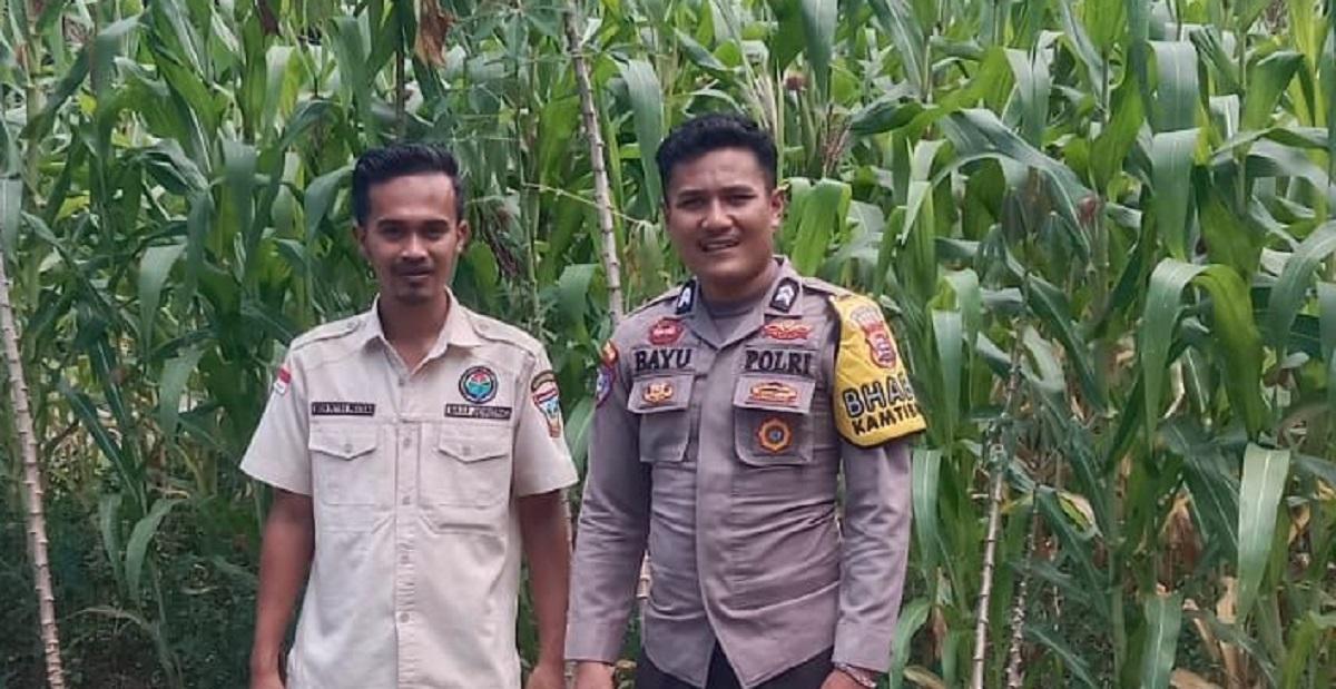 Di Solok Selatan, Bhabinkamtibmas Turun ke Sawah: Wujud Nyata Visi Ketahanan Pangan Prabowo