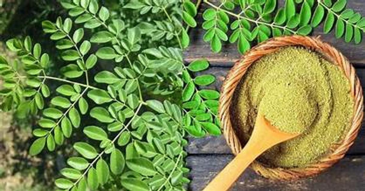 Daun Kelor Jadi Tanaman Sejuta Manfaat, Simak Khasiatnya!