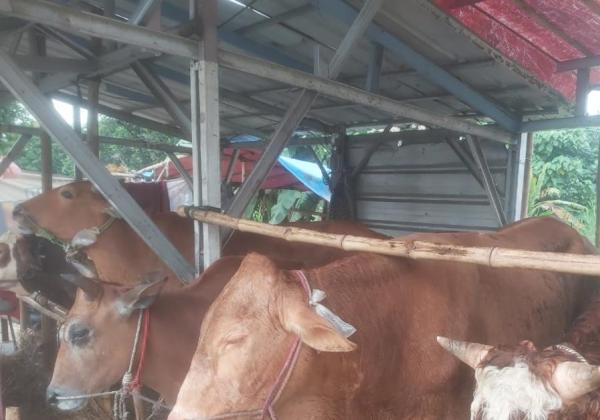 18 Ribu Hewan Kurban di Kabupaten Tangerang Dinyatakan Sehat dan Layak Konsumsi