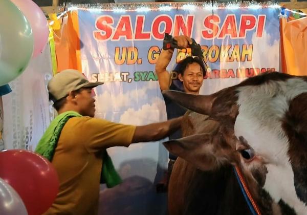Unik! Ada Salon Sapi di Tanjung Priok, Beli Hewan Kurban Bonus Beras Sekarung