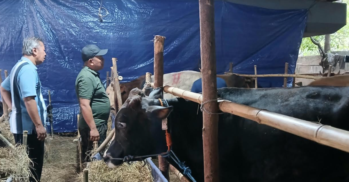 Segini Harga Sapi Kurban di Jakarta, Paling Murah Rp20 Juta!