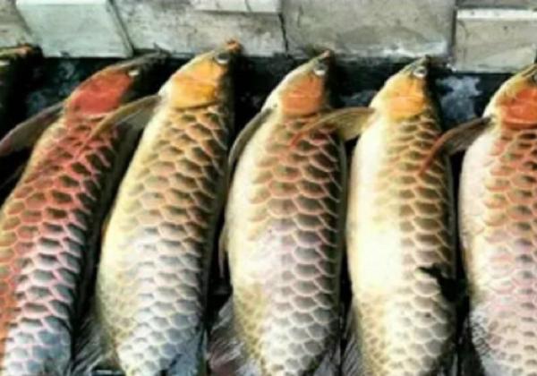Viral! Rugi Ratusan Juta, Puluhan Ikan Arwana Mati Gegara PLN Padam di Palembang