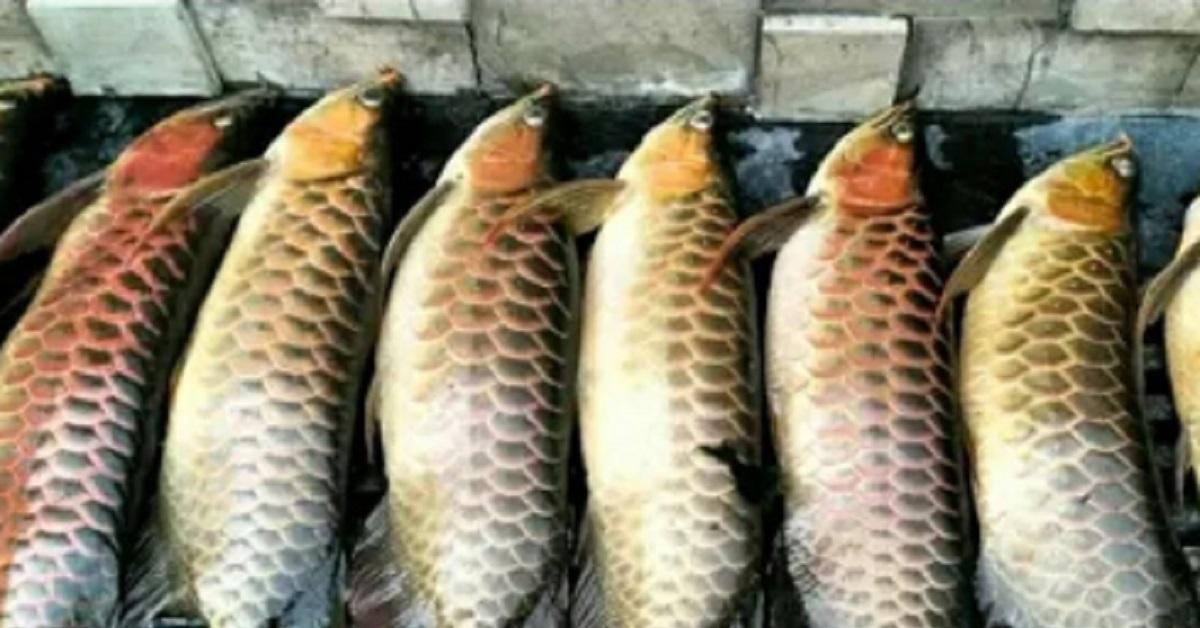 Viral! Rugi Ratusan Juta, Puluhan Ikan Arwana Mati Gegara PLN Padam di Palembang
