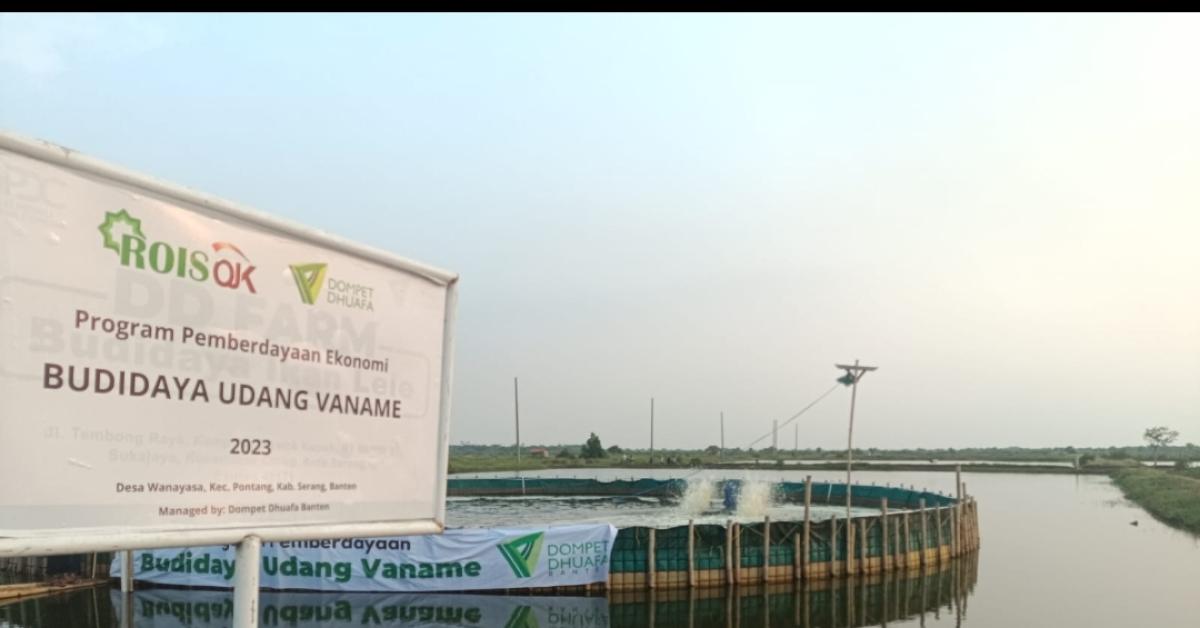 Dompet Dhuafa Banten Kembangkan Budidaya Udang Vaname, Raup Cuan Puluhan Juta Majukan Petambak Tradisional