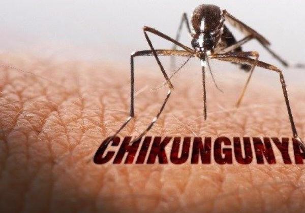 Mengenal Chikungunya: Penyakit Virus yang Menyebar Cepat